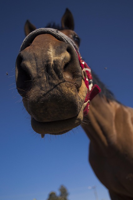 Free Horse Nature photo and picture