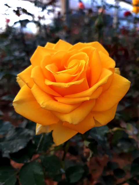 Roses, ดอกไม้สวย, วอลล์เปเปอร์ดอกไม้