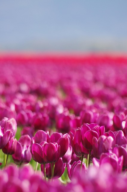 Flores, Fundo Flor, Tulipas, Primavera