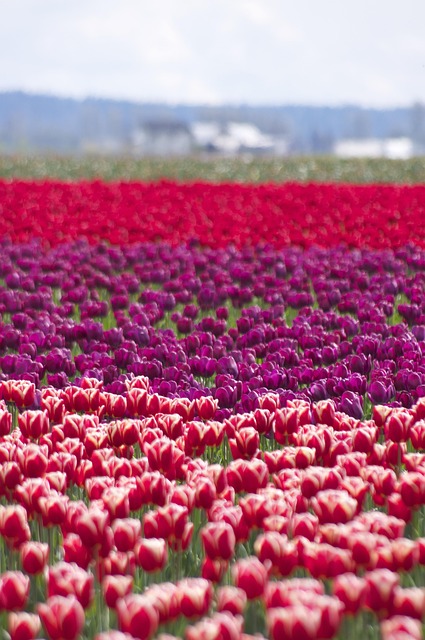 Camadas, Tulipas, Primavera, Vida, Cores