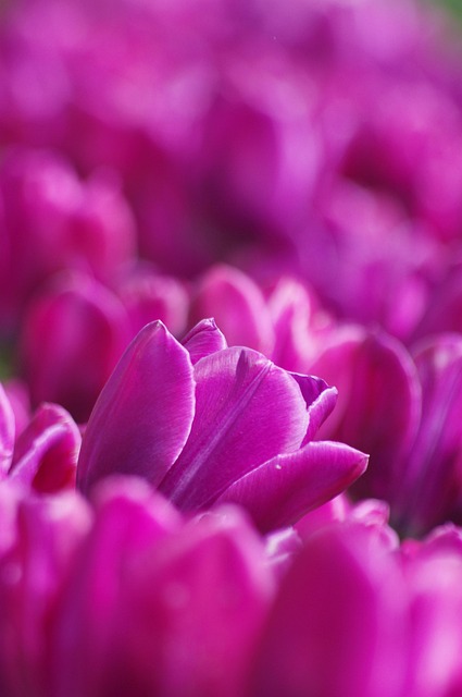 Roxa, Tulipas, Vívido, Natureza