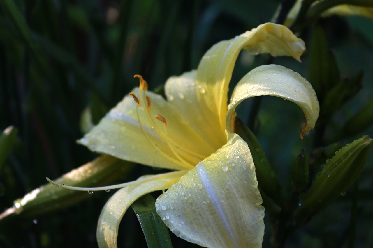 Bunga Kuning Bel - Foto gratis di Pixabay - Pixabay