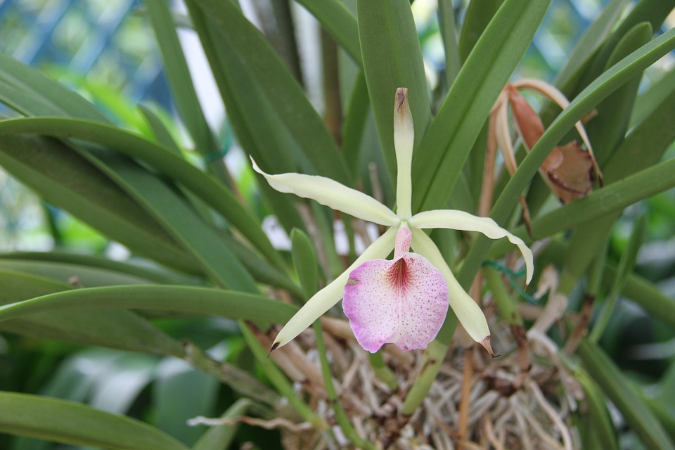 Orchidee Botanischer Garten Blume - Kostenloses Foto auf Pixabay - Pixabay
