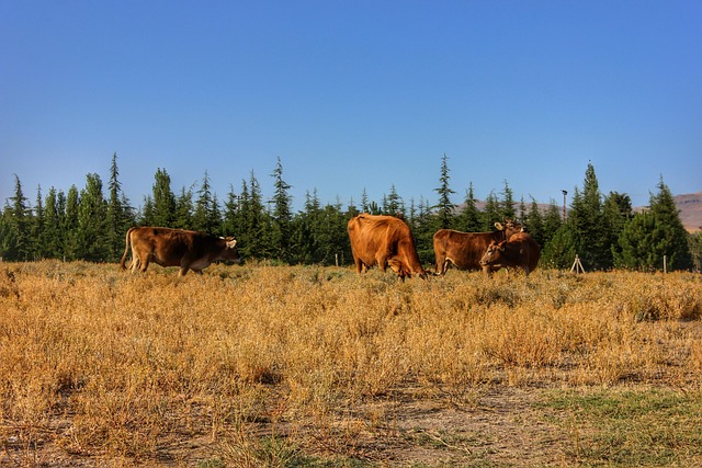 Free Cow Nature photo and picture