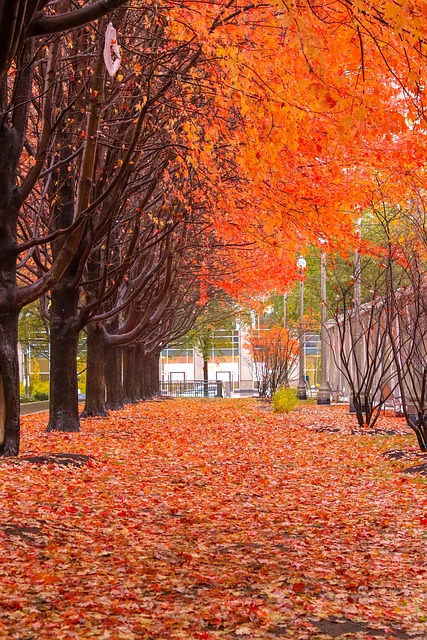 Val, Kleur, Oranje, Bomen, Bladeren