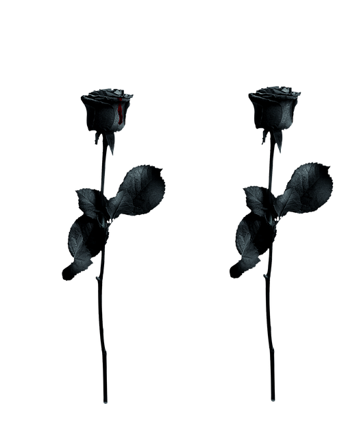 Free rose black blood drop illustration