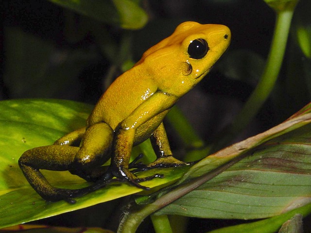 Free Amphibians Poison Dart Frog photo and picture