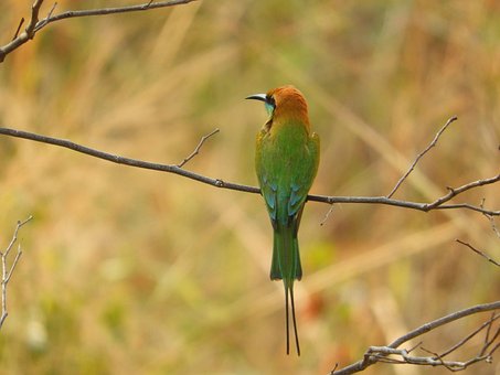 Free Green Bee Eater Bird photo and picture