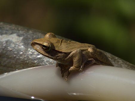 Free Frog Amphibian photo and picture