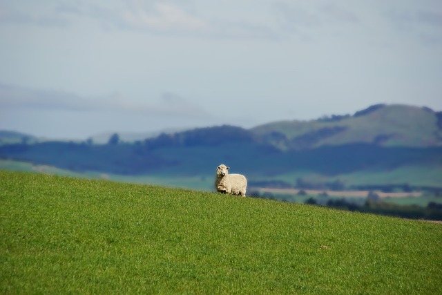 Free Sheep Animal photo and picture