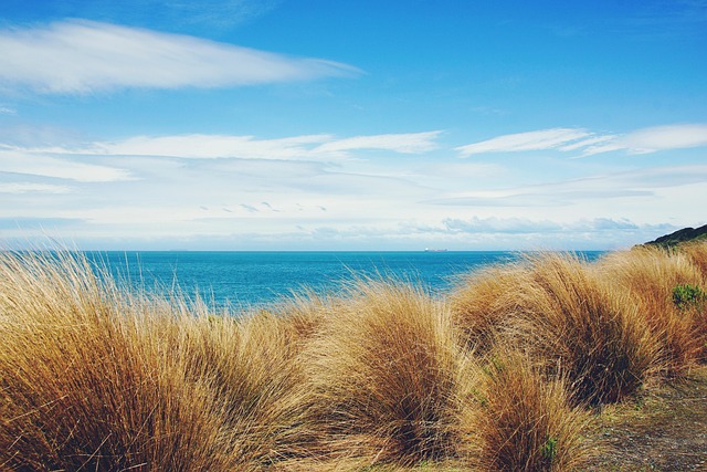 Free Beach Scenery photo and picture