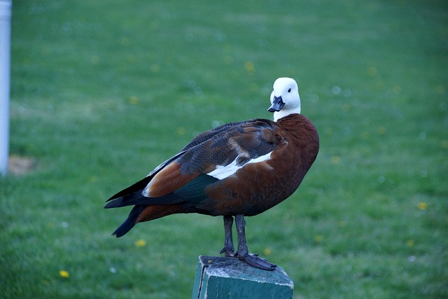 Free Seagull Closeup photo and picture