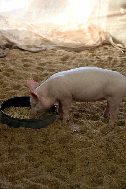 Free Pig Animal photo and picture