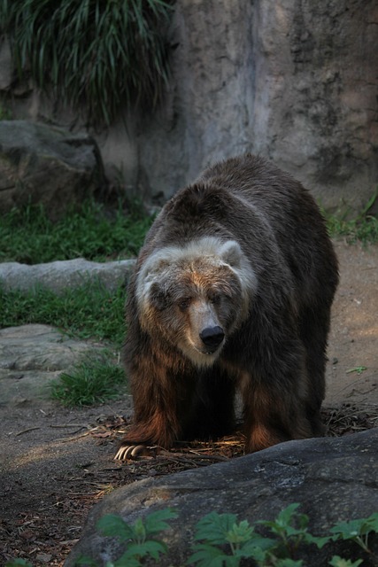 Free Bear Big photo and picture