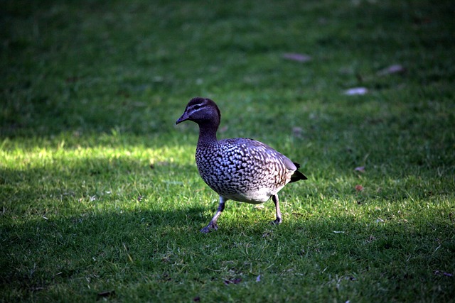 Free Bird Nature photo and picture