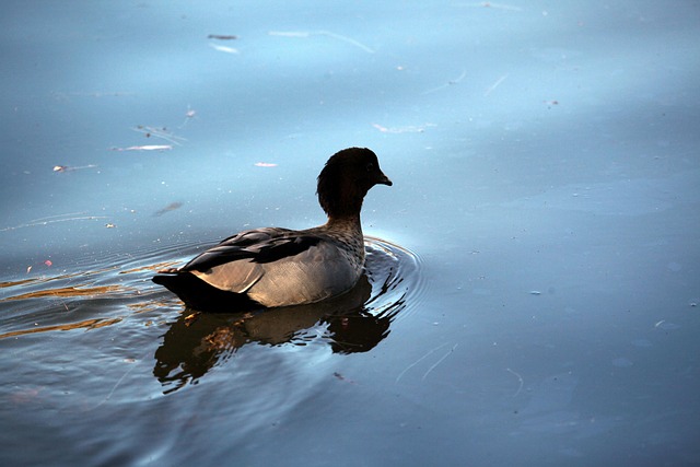 Free Duck Wild photo and picture