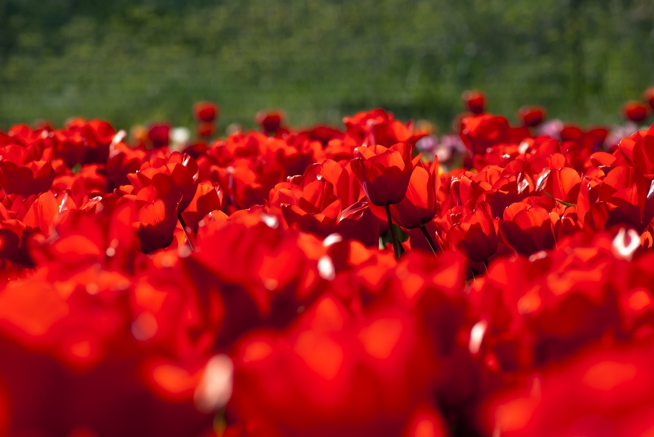 Tulip Pixabay Pixabay tulip-pixabay-pixabay