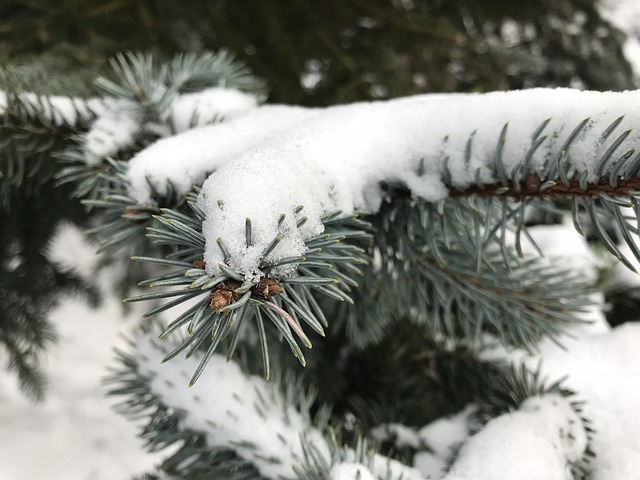 Free Cold Snow photo and picture
