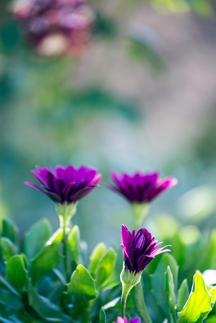 Free Flowers Purple photo and picture