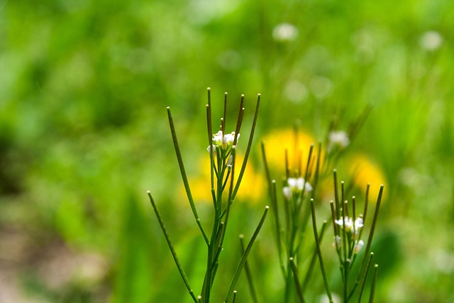 Free Grass Wallpaper Hd photo and picture