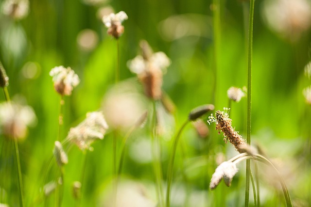 Free Grass Meadow photo and picture