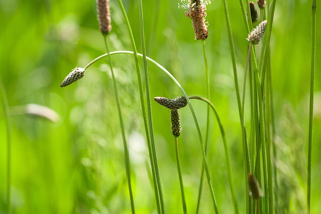 Free Grass Meadow photo and picture