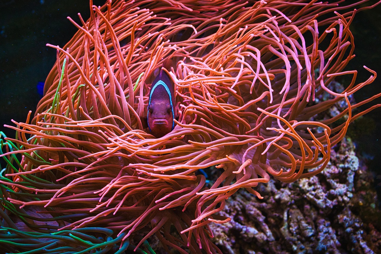 Aquarium - free online jigsaw puzzle photo