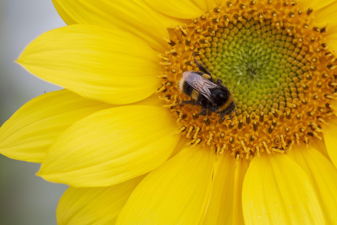 Flower Sunflower Bee - Free photo on Pixabay - Pixabay