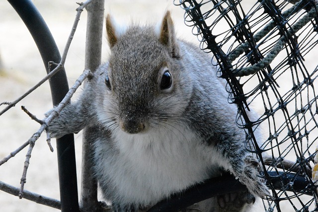 Free Squirrel Young photo and picture