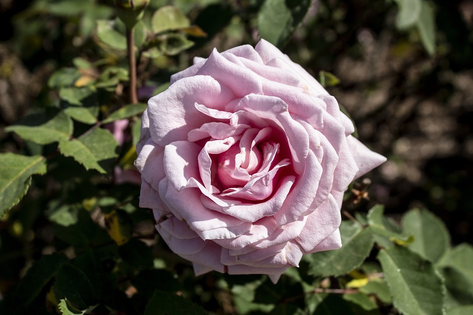 Rosa Flor Flores - Foto gratuita no Pixabay - Pixabay