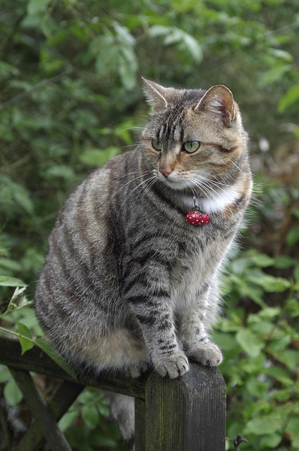 Gato, Sentado, Bicho De Estimação