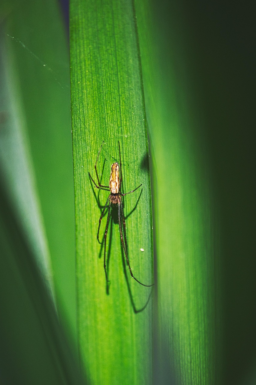 Prede Spider Spider Predator Arachnid - Free photo on Pixabay