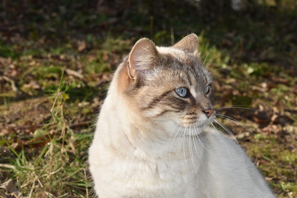 猫 小猫 猫科动物 - Pixabay上的免费照片 - Pixabay