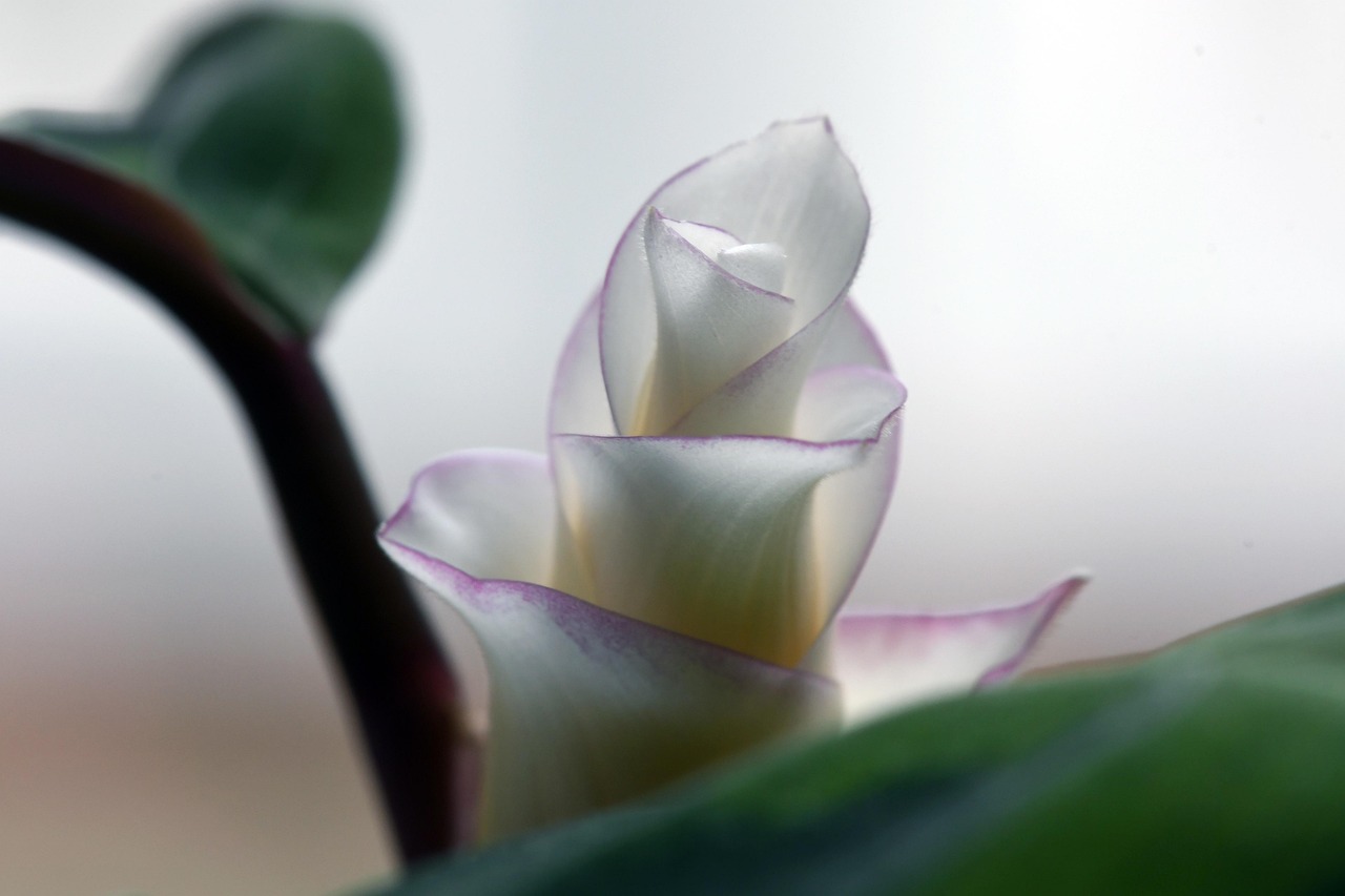 Calathea Korbmarante Korbmaranten - Kostenloses Foto auf Pixabay