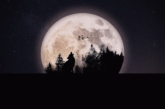 Free manipulation silhouette wolf illustration
