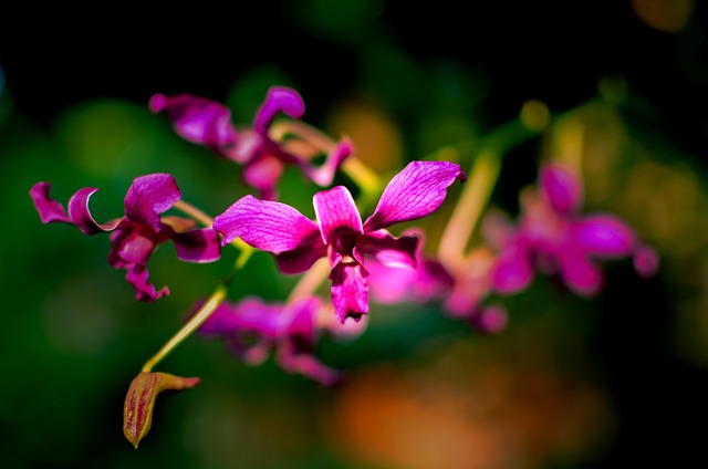 Flaunted 20+ Free Flaunt & Flaunted Images - Pixabay