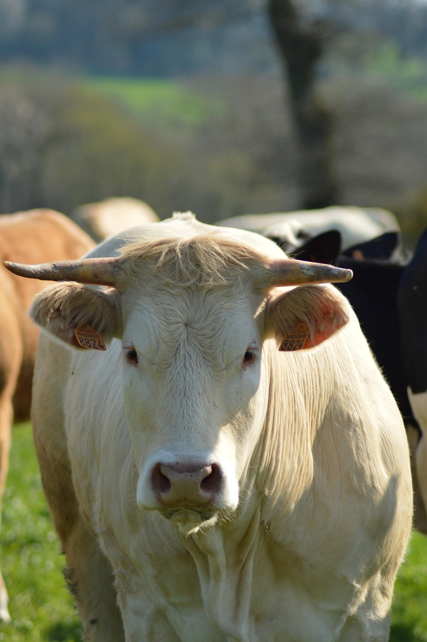 Kuh Feld Rinder - Kostenloses Foto auf Pixabay - Pixabay
