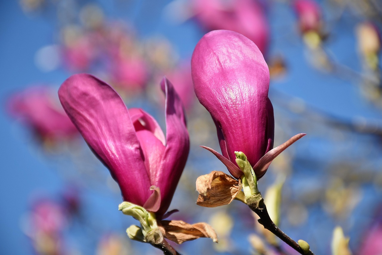 Violet Magnolia Plant Spring Blue Free photo on Pixabay
