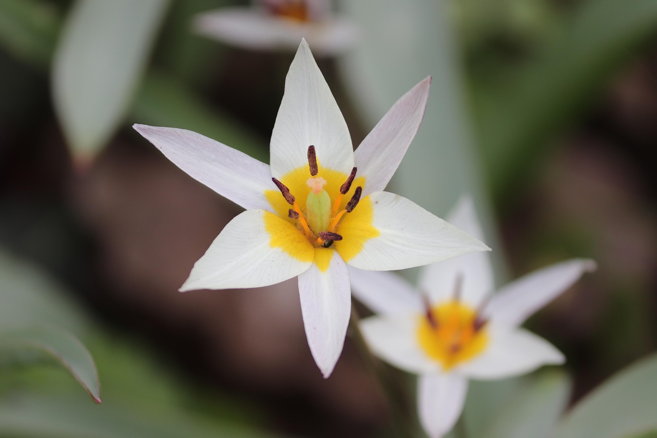 Linux Tulip - free online jigsaw puzzle photo