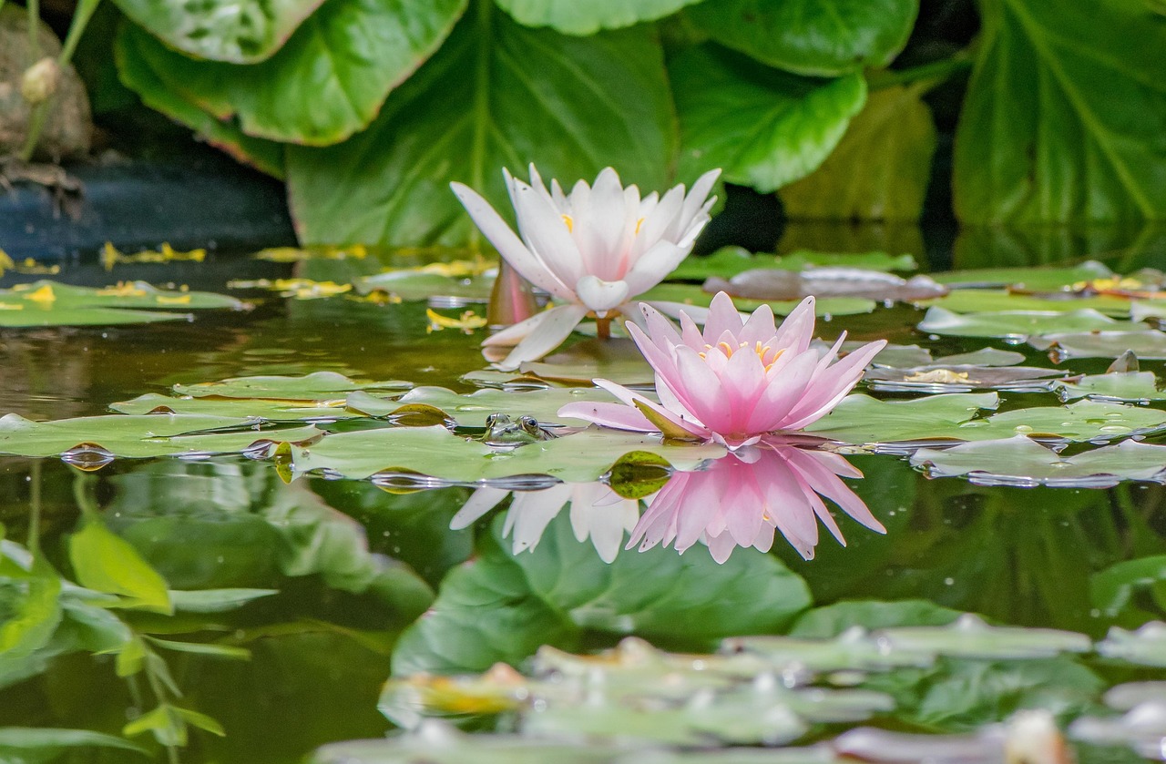 Water Lilies Pond Plants Free photo on Pixabay Pixabay