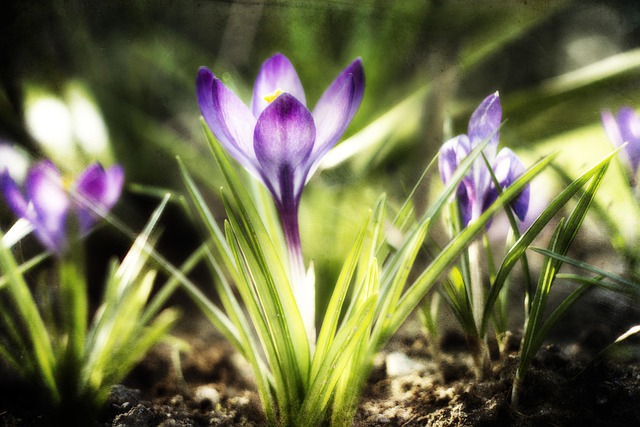 Free Crocuses Violet photo and picture