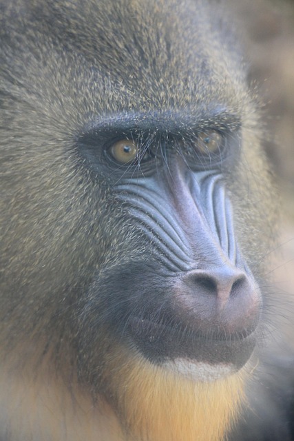 Mandril, Chamuscar, Jardim Zoológico
