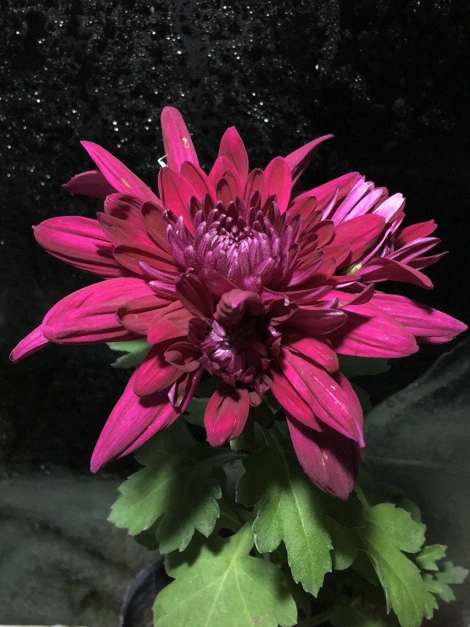 Chrysanthemum Chrysanthemums Free photo on Pixabay Pixabay