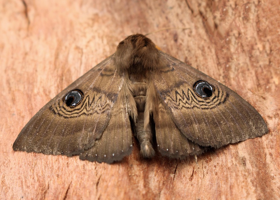 Insecto Polilla Entomología - Foto gratis en Pixabay - Pixabay