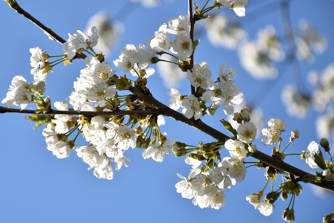 Flores Brancas Galhos Primavera - Foto gratuita no Pixabay - Pixabay