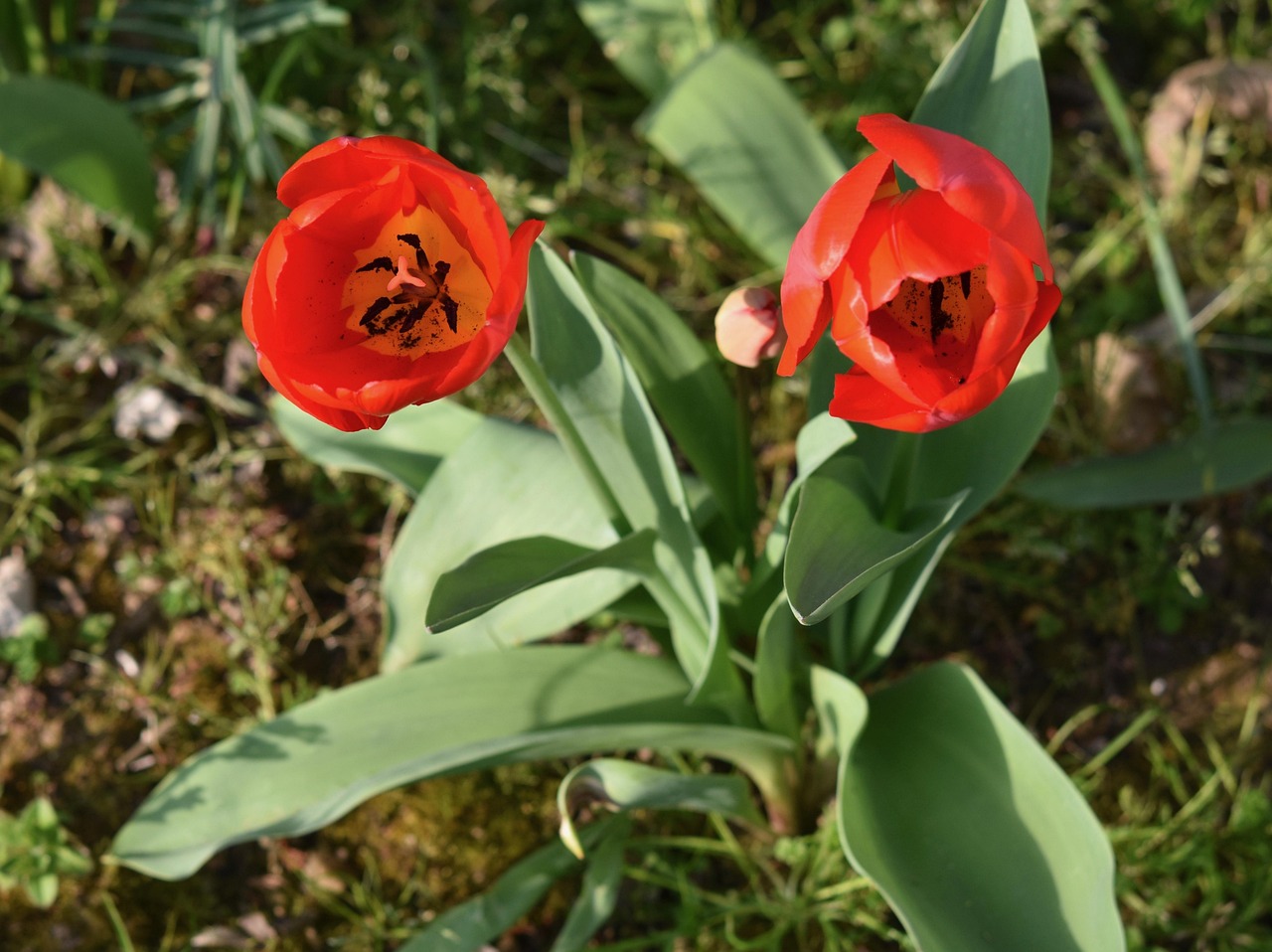 Blomma Blommor Röda Tulpaner - Gratis foto på Pixabay - Pixabay