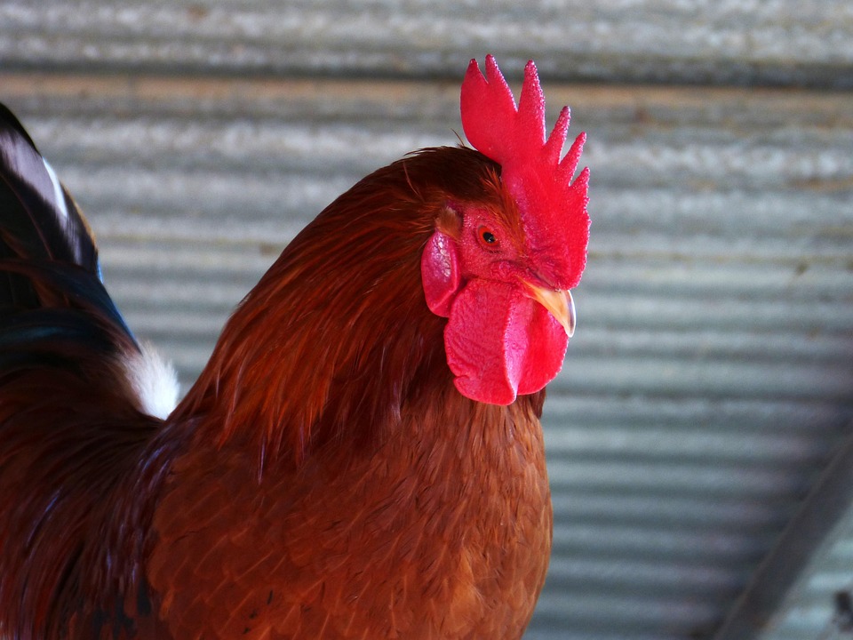 Gallo Crest Poultry Free photo on Pixabay
