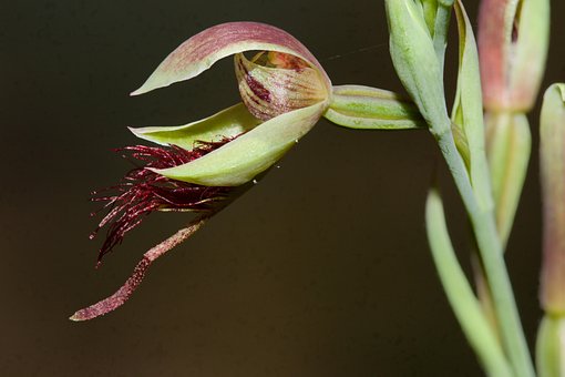 Orchidee, Wilde Bloemen, Australië