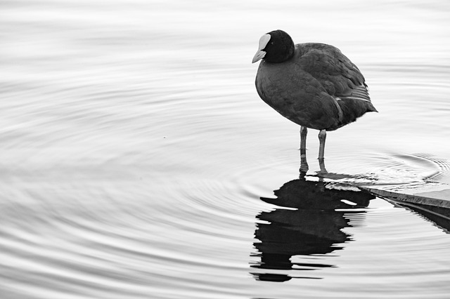 Fugl, Vand, And, Coot, Blishøne, Natur