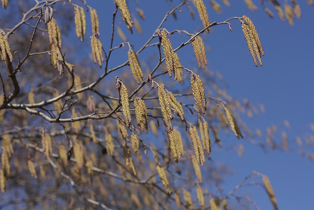 Free Tree Park photo and picture